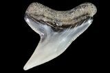 Colorful Fossil Tiger Shark (Galeocerdo) Tooth - Virginia #71146-1